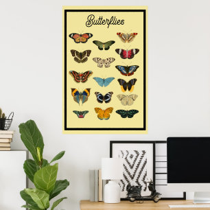 Poster Papillons Vintage