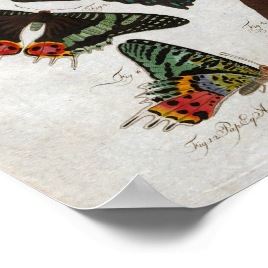 Poster Papillons Vintage Imprimer Télécharger (Coin)