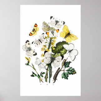 Poster Papillons vintages