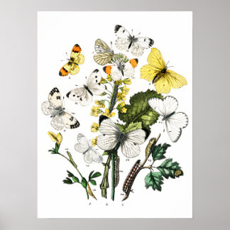 Poster Papillons vintages