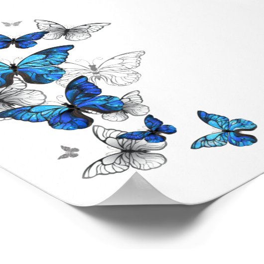 Poster Papillons volants bleus Morpho (Coin)