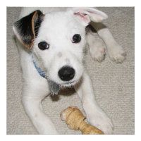 papy jack russell terrier