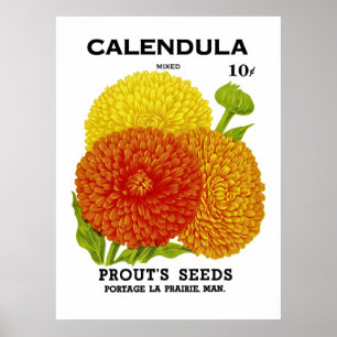 Poster Paquet vintage de graine de Calendula