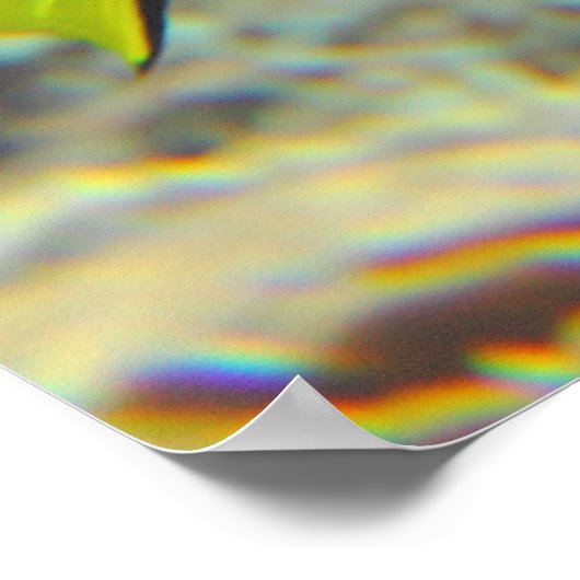 Poster Paracanthurus hepatus (Coin)