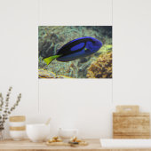 Poster Paracanthurus hepatus (Cuisine)