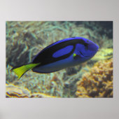 Poster Paracanthurus hepatus (Devant)