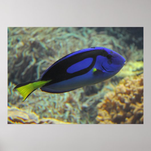 Poster Paracanthurus hepatus (Devant)