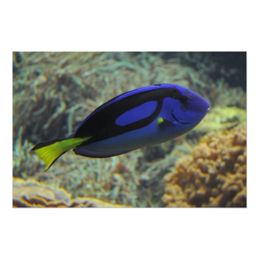 Poster Paracanthurus hepatus (Devant)