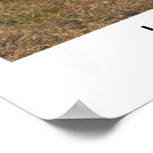 Poster Parade de la vache de Houston (Coin)