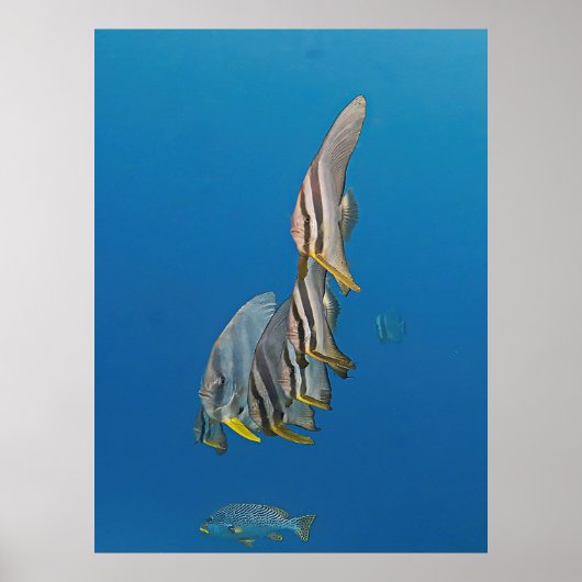 Poster Parade de poissons Batfish (Devant)