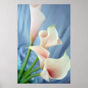 Poster Parade de soie Blanc Calla Lily Photographies Affi