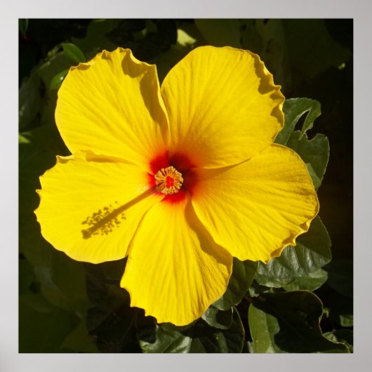 Poster Paradis tropical Hibiscus jaune mat (Devant)