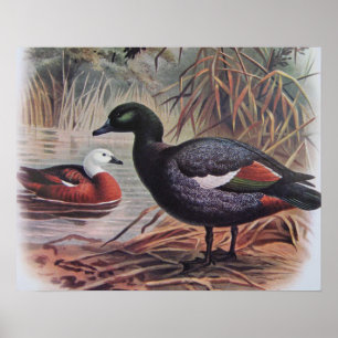 Poster Paradis vintage Shelduck