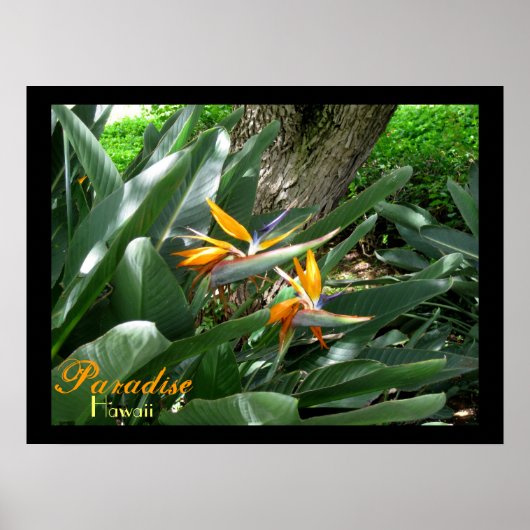 Poster Paradise Hawaii (Devant)
