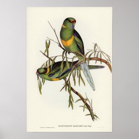 Poster Parakeet de Barnard par Elizabeth Gould (Devant)