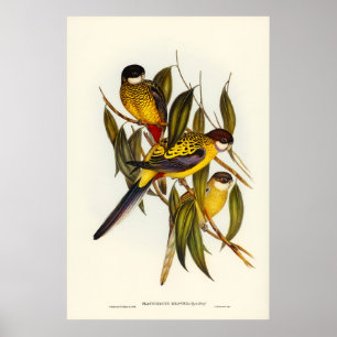 Poster Parakeet de Brown par Elizabeth Gould