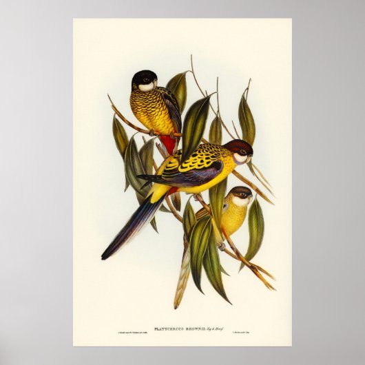 Poster Parakeet de Brown par Elizabeth Gould (Devant)