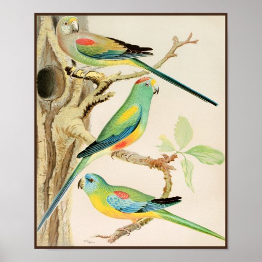 Poster Parakeet Turquoise (Devant)