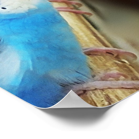 Poster Parakeets (Hoek)