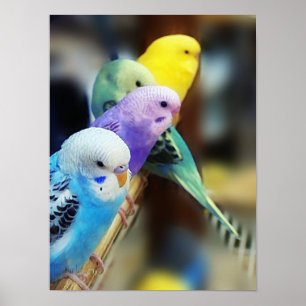Poster Parakeets