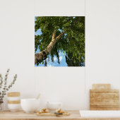 Poster parapluie de bouleau (Cuisine)