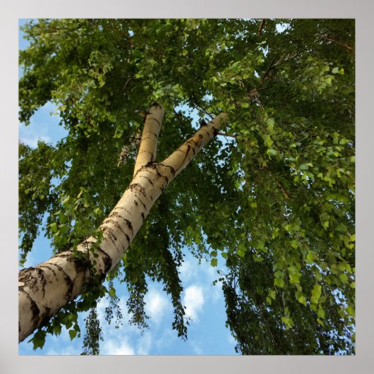 Poster parapluie de bouleau (Devant)