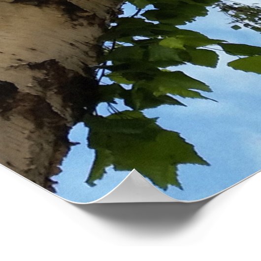 Poster parapluie de bouleau (Coin)