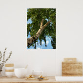 Poster parapluie de bouleau (Cuisine)