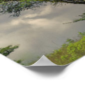 Poster Parapluie Thorn Acacia, Acacia tortilis et 2 (Coin)