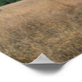 Poster Parapluie Thorn Acacia (Acacia tortilis), Mkuze (Coin)