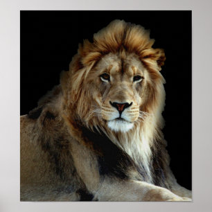 Poster Parc animalier sauvage Lions