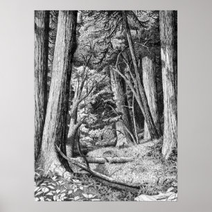 Poster Parc de Redwood