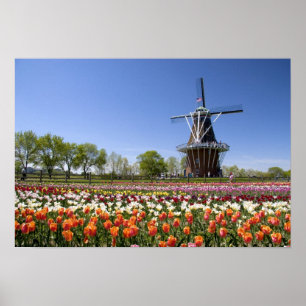 Poster Parc de Windmill Island avec tulipes en fleurs à