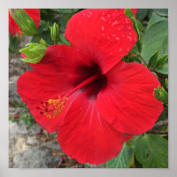 Parc des fleurs Red Hibiscus Güell Barcelona