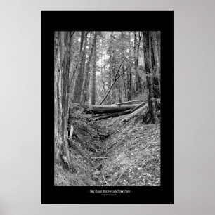 Poster Parc d'état de Big Basin Redwoods