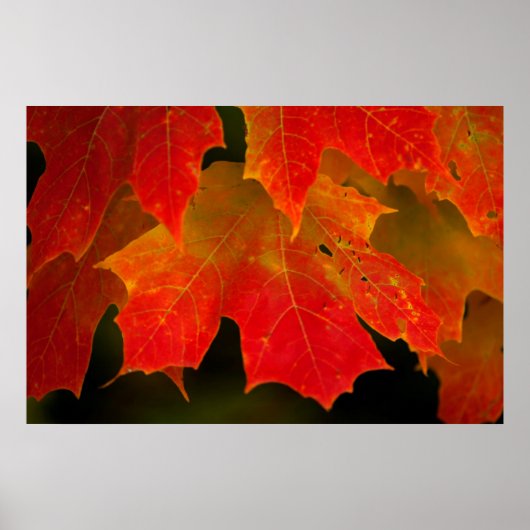 Poster Parc d'État d'Itasca, couleurs d'automne 2 (Devant)