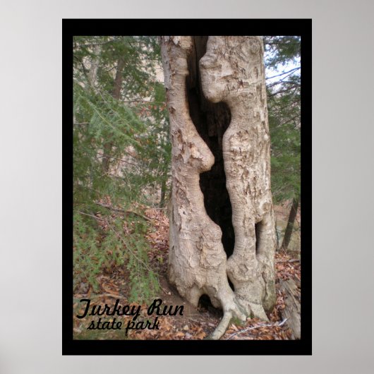 Poster Parc d'État Turkey Run, Hallow Tree (Devant)