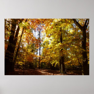 Poster Parc Greenbelt en automne II Scène naturelle du Ma