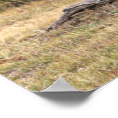 Poster Parc national Bull Elk Yellowstone, Wyoming (Coin)