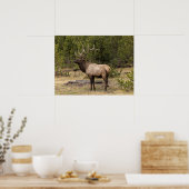 Poster Parc national Bull Elk Yellowstone, Wyoming (Cuisine)
