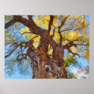 Poster Parc national de Capitol Reef, arbre Cottonwood