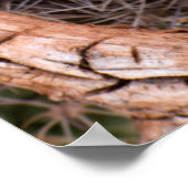 Poster Parc national de Capitol Reef, Cactus Claret Cup (Coin)