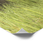 Poster Parc national de Corbett, Uttaranchal, Inde. (Coin)