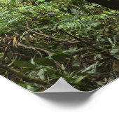 Poster Parc national de Daintree (Patrimoine mondial de l (Coin)