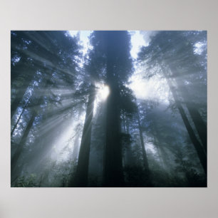 Poster Parc national de Redwood, comté de Del Norte, brum