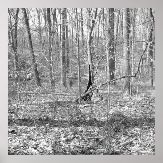 Poster Parc national de Ridley Creek (Devant)