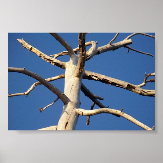 Poster parc national de séquoia (Devant)