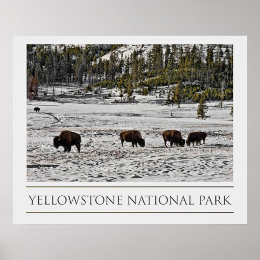 Poster Parc national de Yellowstone (Devant)