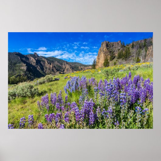 Poster Parc national de Yellowstone Paysage Fleur sauvage (Devant)