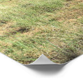 Poster Parc national de Zion USA (Coin)